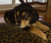 Wj Litter Castiel - ADOPTED 01.19.14