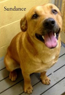 Sundance - ADOPTED 02.15.14