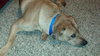 Sundance - ADOPTED 02.15.14
