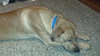 Sundance - ADOPTED 02.15.14