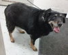 Apple Dumpling-ADOPTED 04.05.14