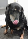 Apple Dumpling-ADOPTED 04.05.14