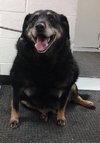 Apple Dumpling-ADOPTED 04.05.14