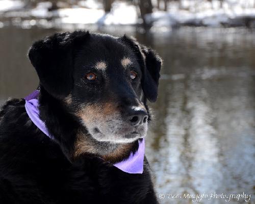 Apple Dumpling-ADOPTED 04.05.14
