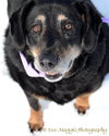 Apple Dumpling-ADOPTED 04.05.14