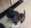 Xj Litter Meko - ADOPTED 02.19.14