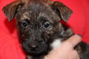 Xj Litter Cacho - ADOPTED 03.01.14