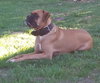 Tyson - ADOPTED 02.28.14