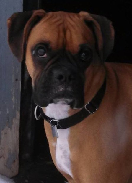 Tyson - ADOPTED 02.28.14