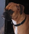Tyson - ADOPTED 02.28.14