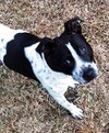 April-ADOPTED (foster is adopting) 04.04.14