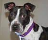 April-ADOPTED (foster is adopting) 04.04.14
