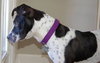 April-ADOPTED (foster is adopting) 04.04.14