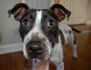 April-ADOPTED (foster is adopting) 04.04.14