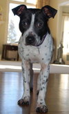April-ADOPTED (foster is adopting) 04.04.14