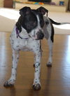 April-ADOPTED (foster is adopting) 04.04.14