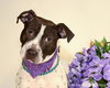 April-ADOPTED (foster is adopting) 04.04.14