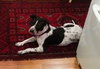 April-ADOPTED (foster is adopting) 04.04.14