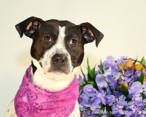 April-ADOPTED (foster is adopting) 04.04.14