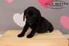 Yj Litter Shadow - ADOPTED 02.02.14