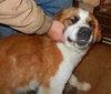 Remington - ADOPTED 02.18.14