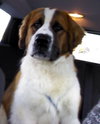 Remington - ADOPTED 02.18.14
