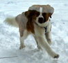 Remington - ADOPTED 02.18.14