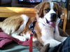 Remington - ADOPTED 02.18.14