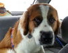 Remington - ADOPTED 02.18.14