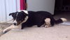 Kk-Denver-Bonded Pair - ADOPTED 02.11.14