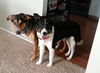 Kk-Denver-Bonded Pair - ADOPTED 02.11.14