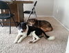 Kk-Denver-Bonded Pair - ADOPTED 02.11.14