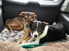 Kk-Denver-Bonded Pair - ADOPTED 02.11.14