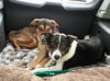 Kk-Gavin-Bonded Pair-ADOPTED 02.11.14
