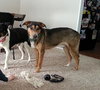 Kk-Gavin-Bonded Pair-ADOPTED 02.11.14
