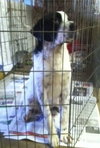 Rue - ADOPTED 02.14.14