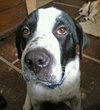 Rue - ADOPTED 02.14.14