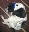 Rue - ADOPTED 02.14.14