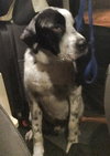 Rue - ADOPTED 02.14.14