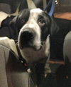Rue - ADOPTED 02.14.14