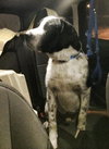 Rue - ADOPTED 02.14.14