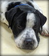 Rue - ADOPTED 02.14.14
