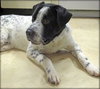 Rue - ADOPTED 02.14.14