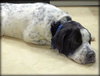 Rue - ADOPTED 02.14.14