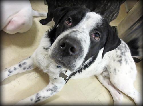 Rue - ADOPTED 02.14.14