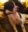 Rue - ADOPTED 02.14.14