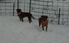 Ak Litter-Lilli Loo - ADOPTED 03.15.14