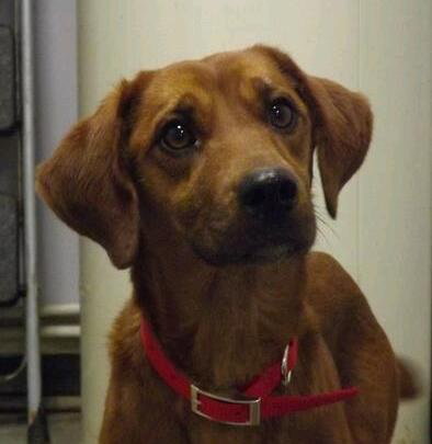 Rosa Roo - ADOPTED 04.05.14