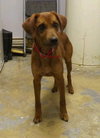 Rosa Roo - ADOPTED 04.05.14