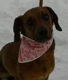 Rosa Roo - ADOPTED 04.05.14